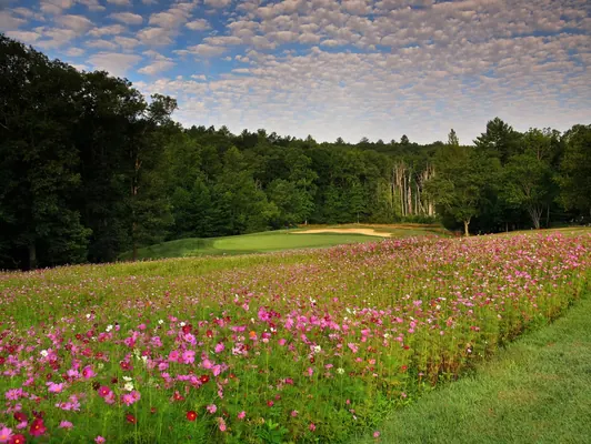 Heatherhurst Crag green framed by wildflowers