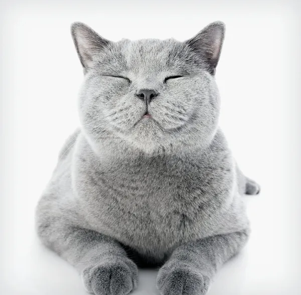 Gray cat pictured on Petsense’s official pet-care page